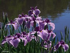 iris japonais au bord de l'eau 