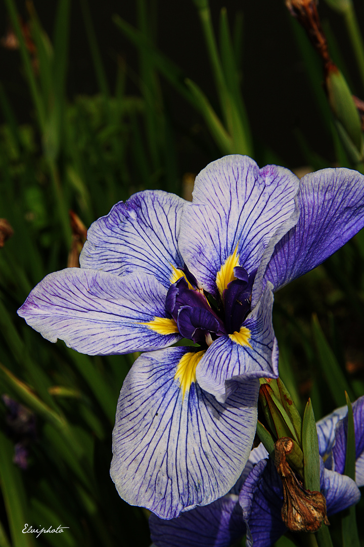 Iris japonais 