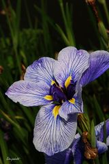 Iris japonais 