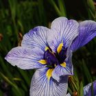 Iris japonais 