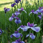 Iris japonais - Kimono - 