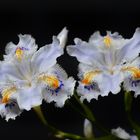 Iris japonica