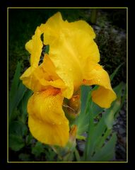 iris jaune