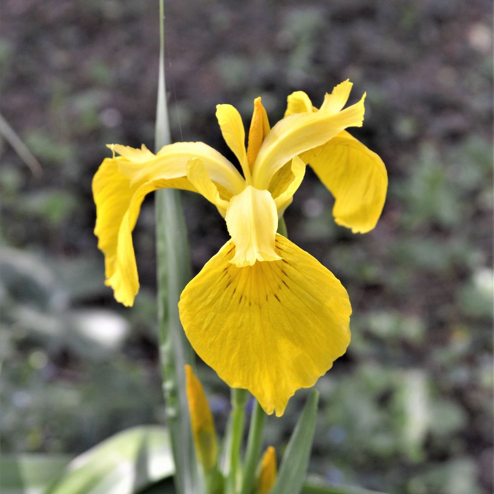 Iris jaune