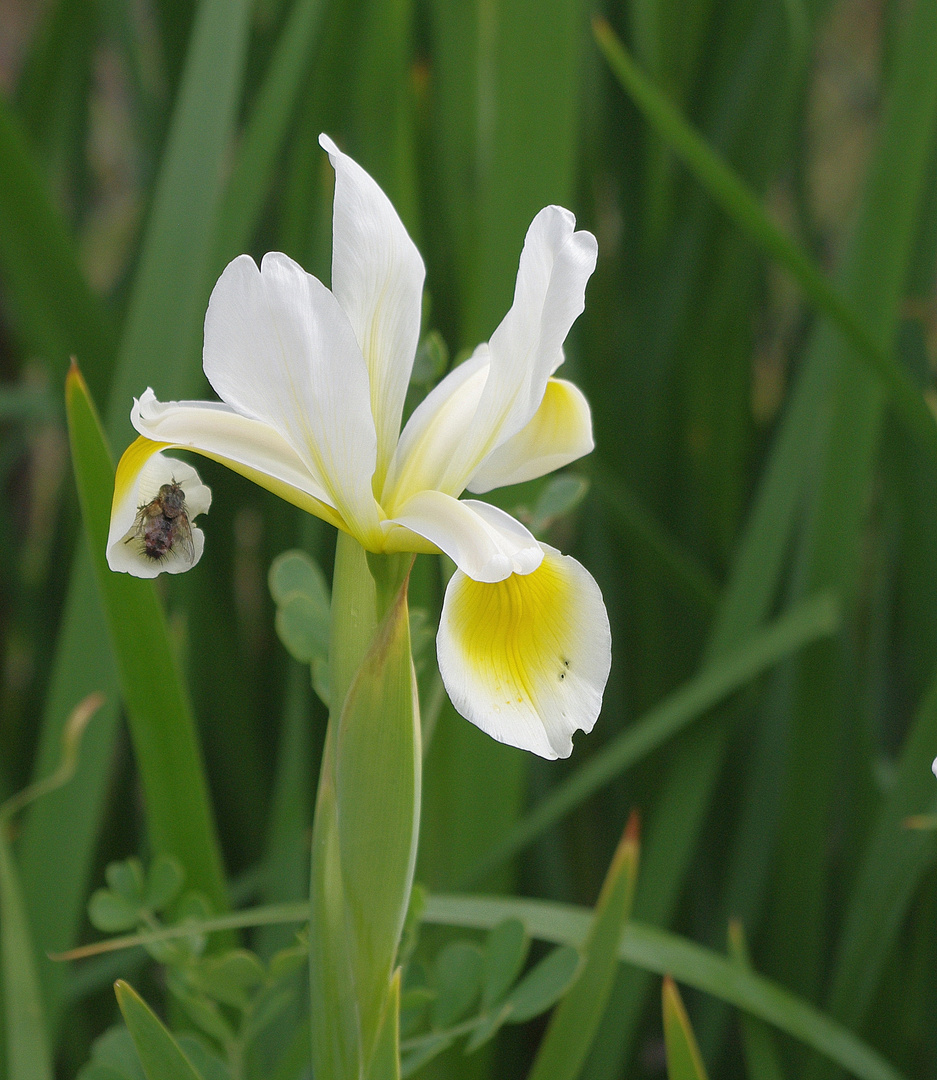 Iris jaune ....