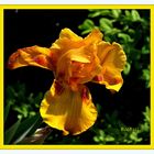 IRIS JAUNE EN FLEUR