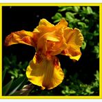 IRIS JAUNE EN FLEUR