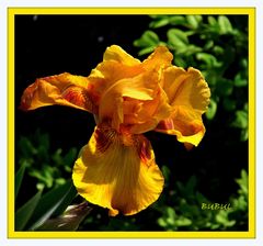 IRIS JAUNE EN FLEUR