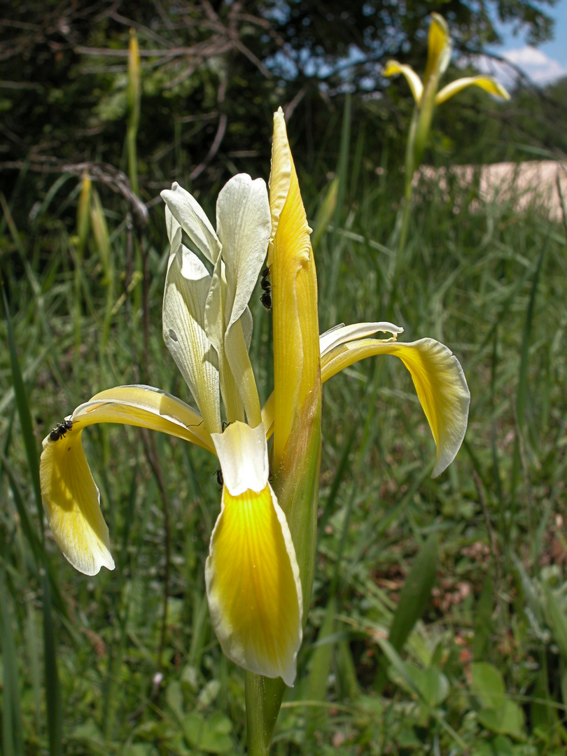 Iris kerneria