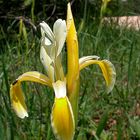 Iris kerneria