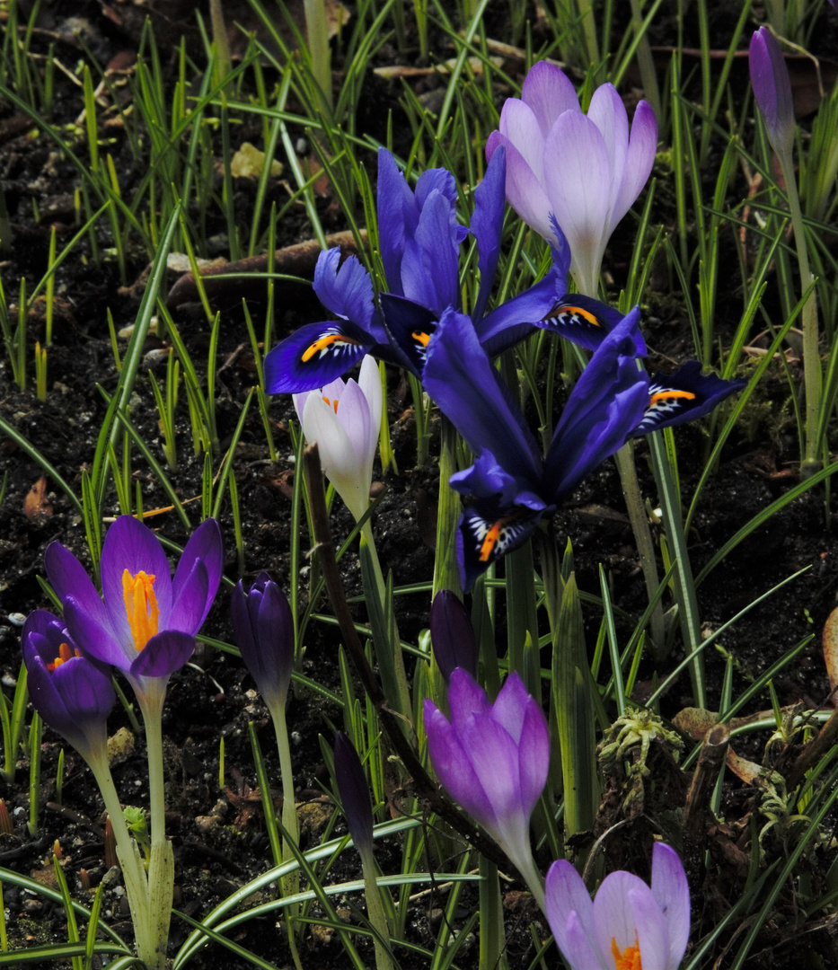 Iris & Krokus