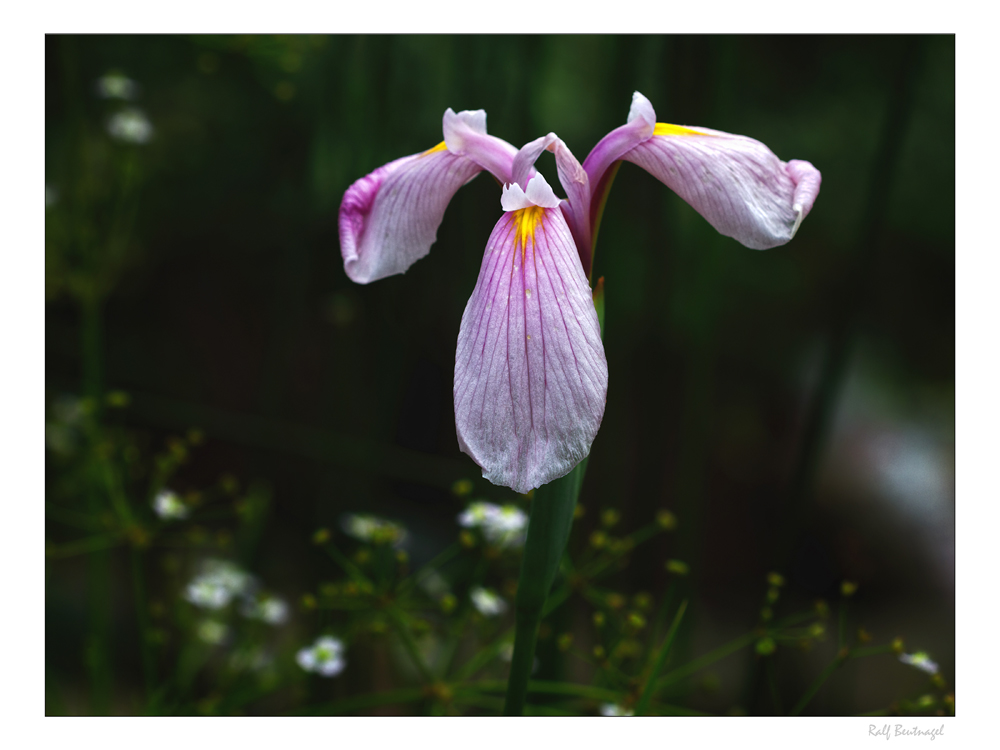 Iris laevigata "Rose Queen"