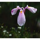 Iris laevigata "Rose Queen"