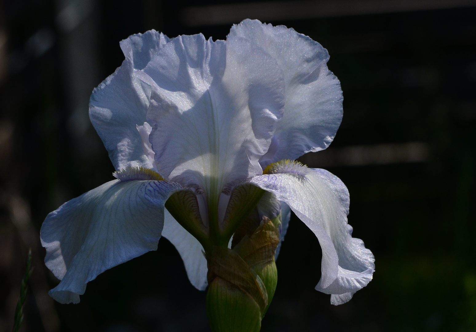 #...Iris "Lavendulacea"......#