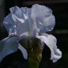 #...Iris "Lavendulacea"......#