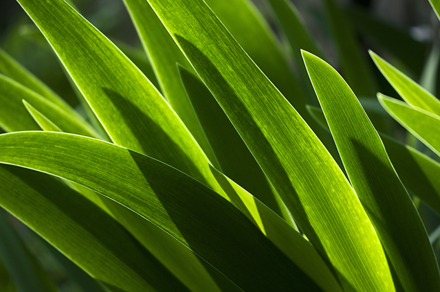 Iris Leaves