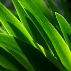 Iris Leaves