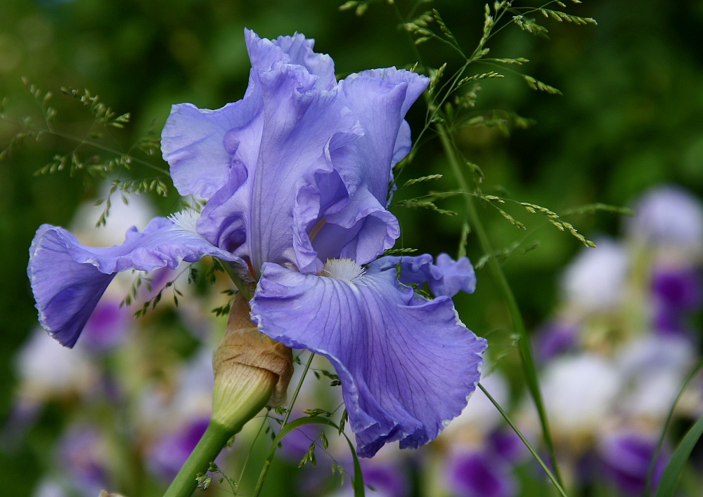 Iris-Liebe (1)