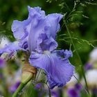 Iris-Liebe (1)