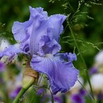 Iris-Liebe (1)