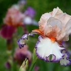 Iris-Liebe (2)