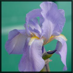 Iris / Lilie