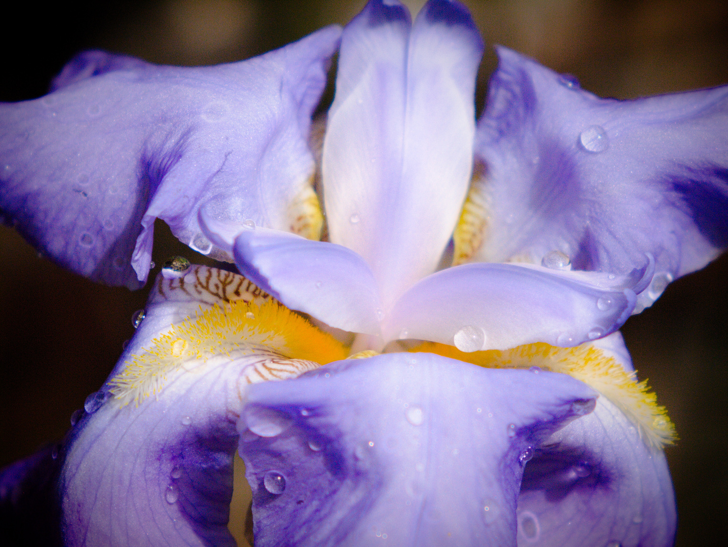 Iris - Lilie (Ritterlilie,Violet / Blau) Nach dem Regenschauer  