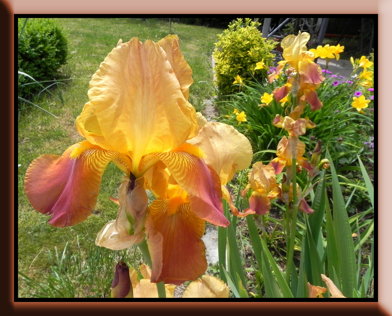 Iris lumineux