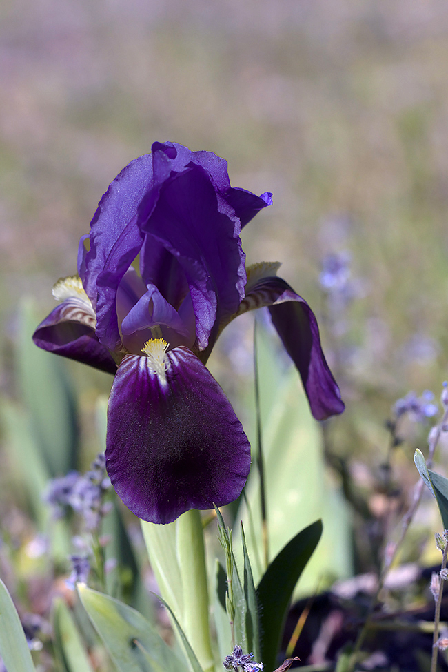 Iris Lutescens