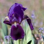 Iris Lutescens