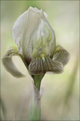 Iris Lutescens 