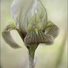 Iris Lutescens 