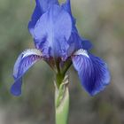 Iris lutescens.