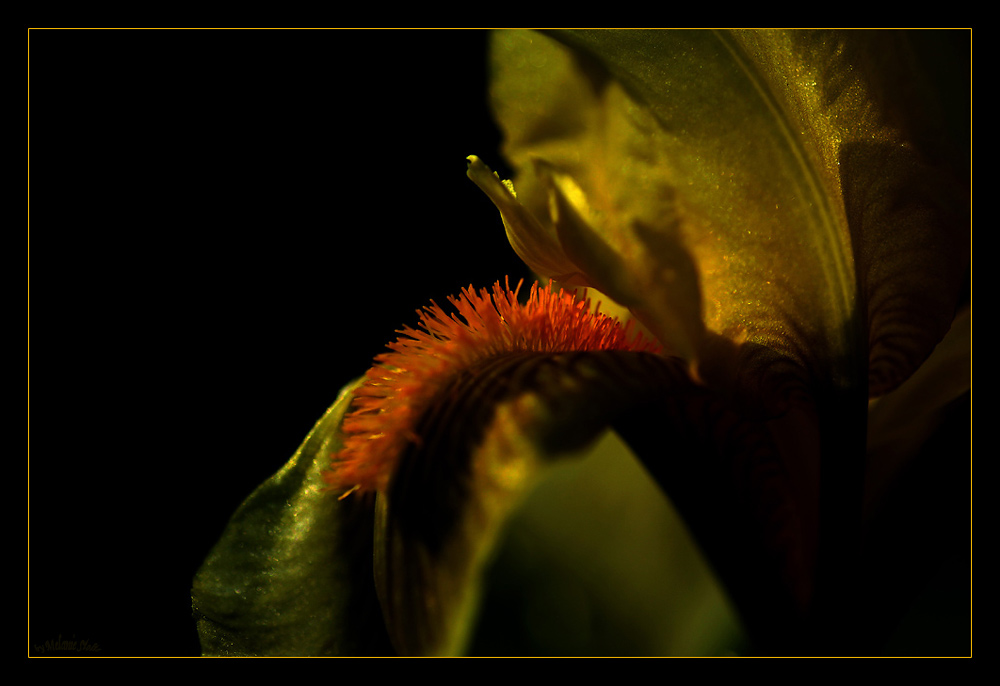 Iris Makro