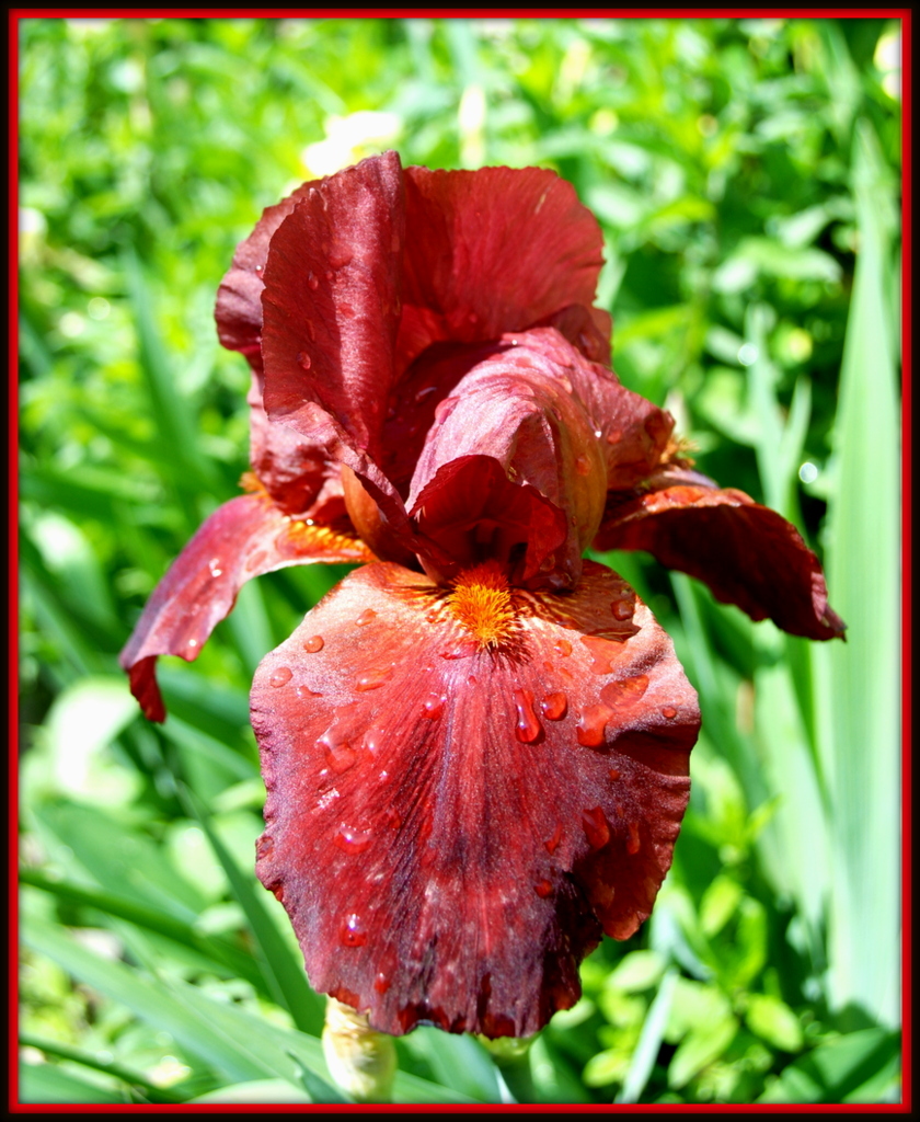 Iris marron-rouge