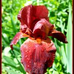 Iris marron-rouge