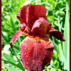 Iris marron-rouge