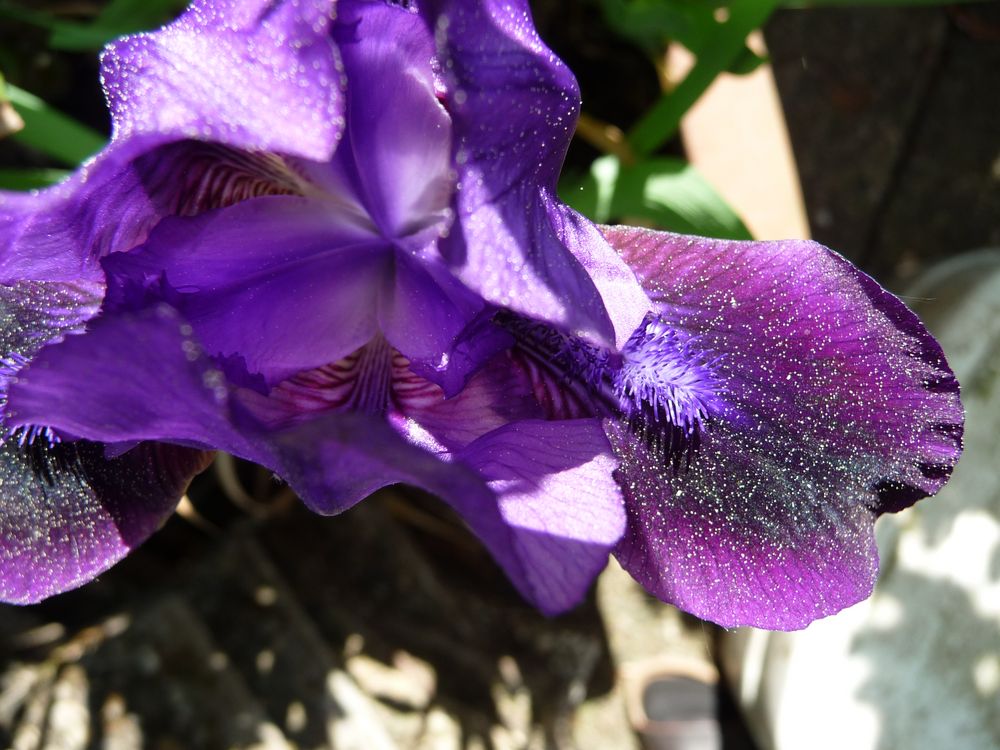 Iris mit Birkenpollen gepudert
