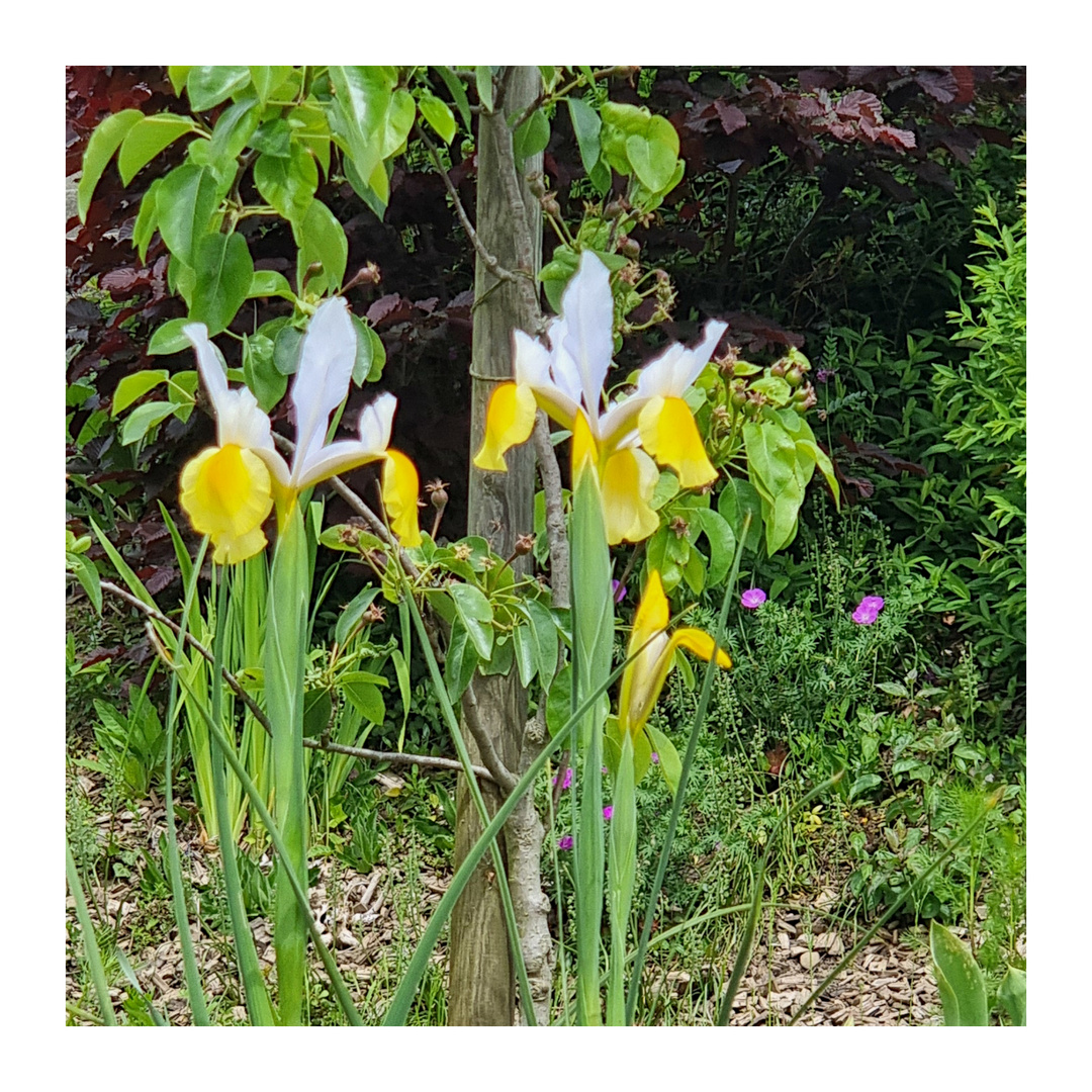 Iris mit Birnen