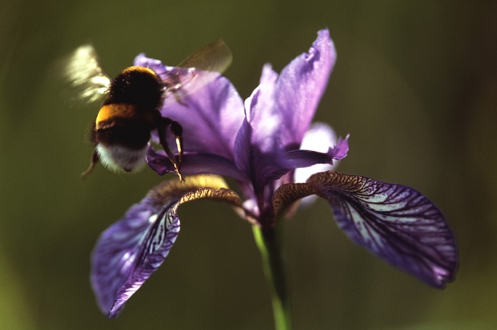 Iris mit Hummel