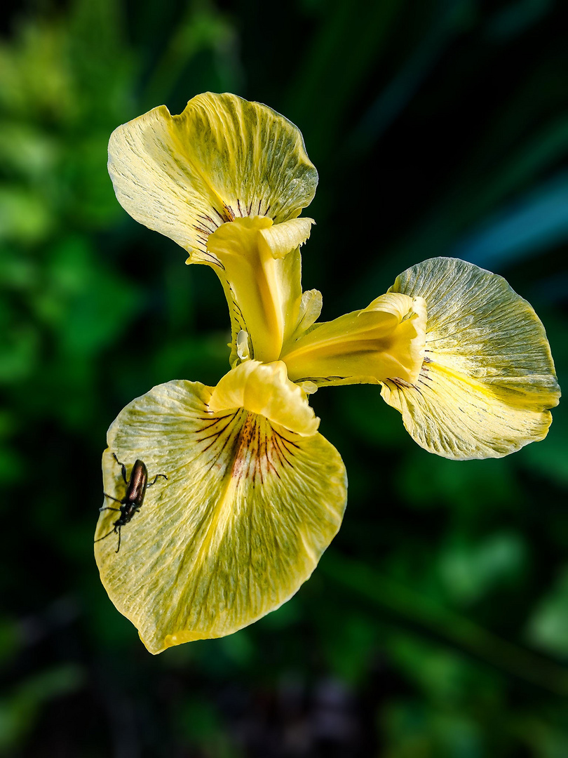 Iris mit Insekt 