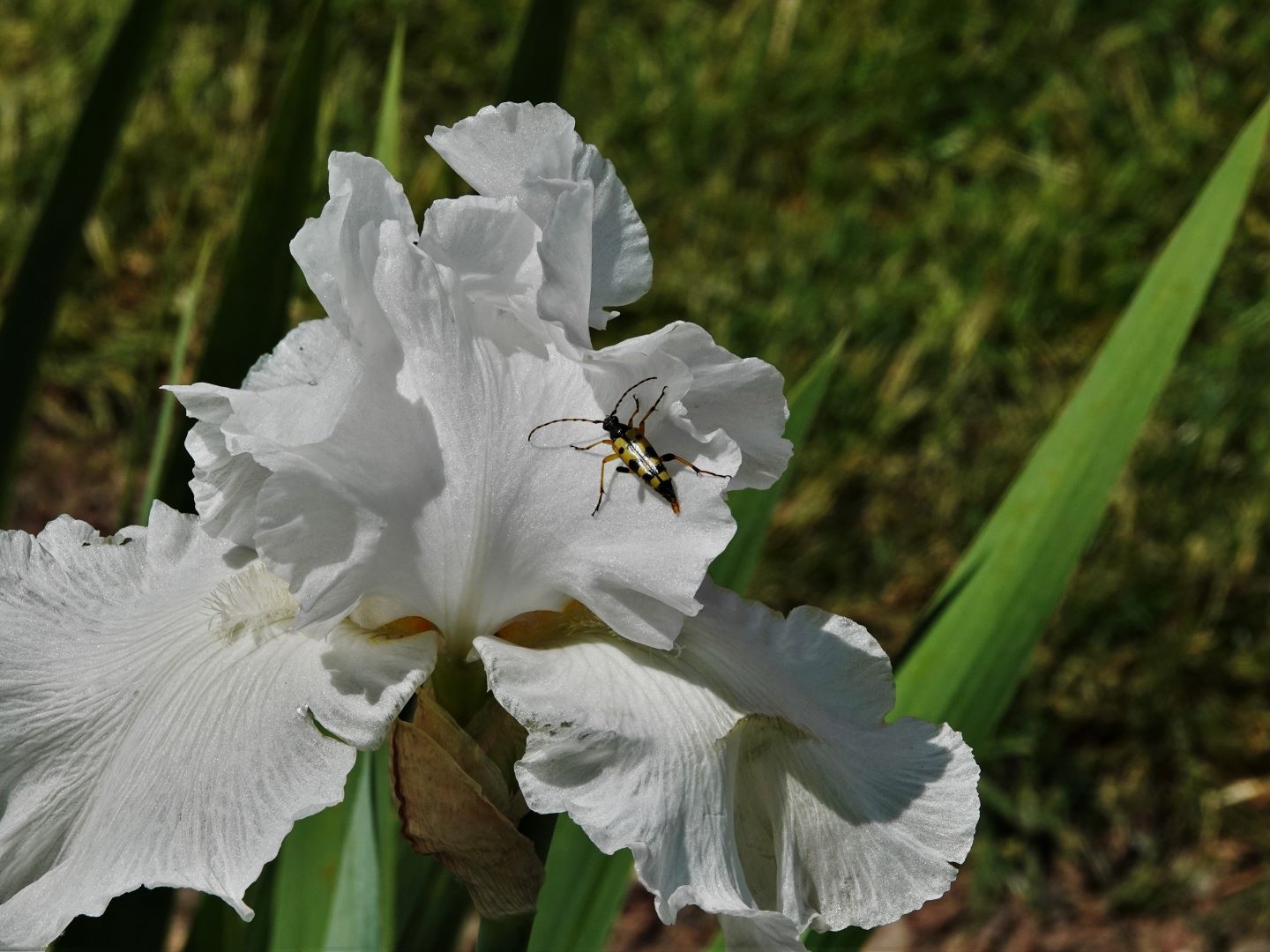 Iris mit Insektenbesuch