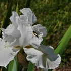 Iris mit Insektenbesuch