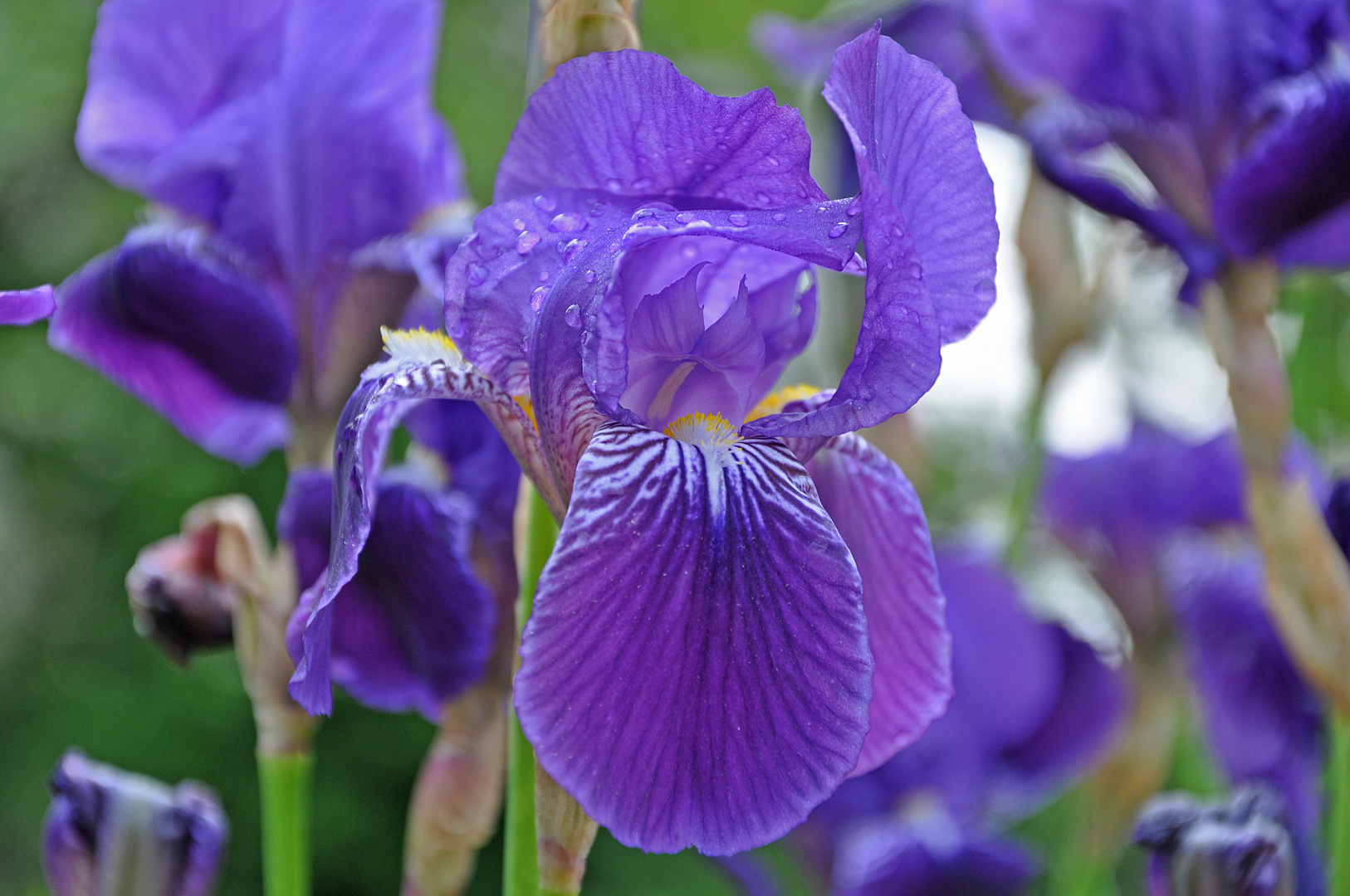 Iris mit Tau