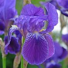 Iris mit Tau