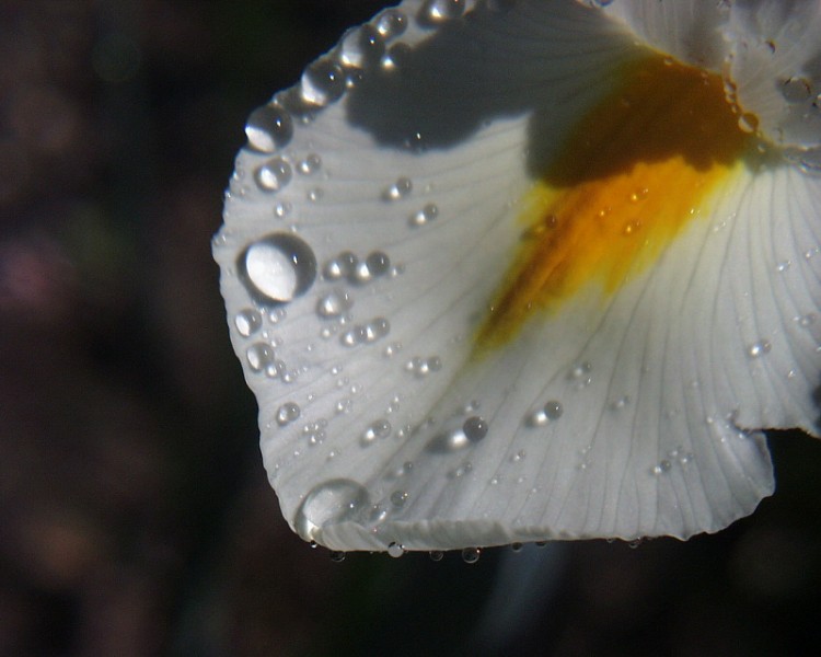 Iris mit Wasser 2