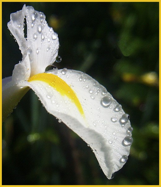 Iris mit Wasser