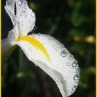 Iris mit Wasser