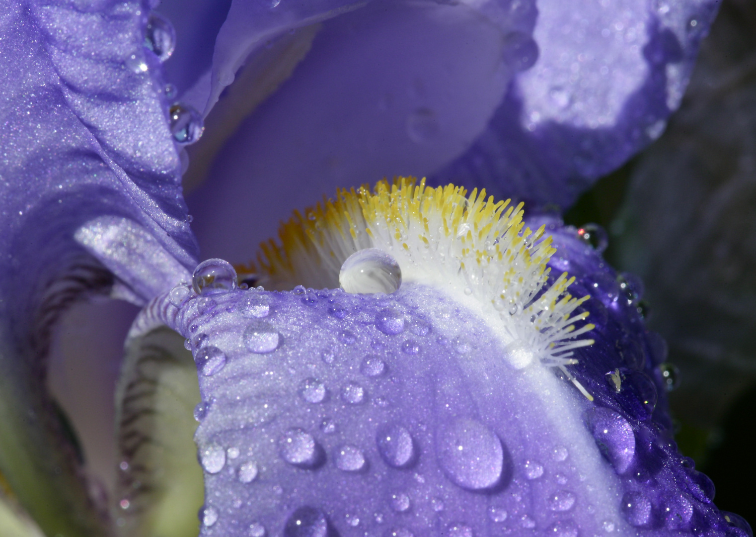 Iris mit Wassertropfen