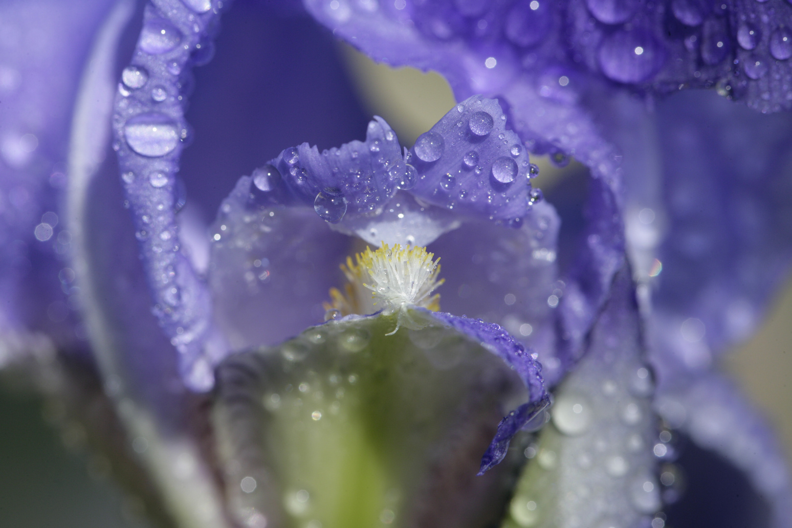 Iris mit Wassertropfen